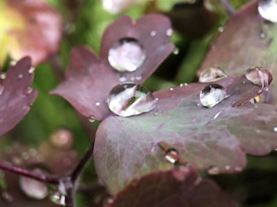 Regentropfen-Akeleiblatt Dicke Regentropfen auf einem violettgrünen Blatt einer Akelei
