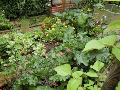 Gemüsegarten Gemüsegarten mit Bohnen und Kohlgewächsen, Kletterzucchini, Frühbeet und Ringelblume