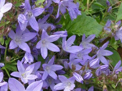 Polsterglockenblume Viele blau-violettfarbene Blütensterne der Polsterglockenblume