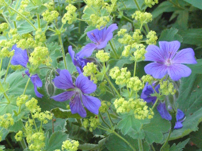 Frauenmantel mit Storchschnabel gelbe Blüten des Frauenmantels mit blauvioletten Blüten des Storchschnabels